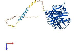 AlphaFold protein structure predicition of Human Recombinant CANT1 Protein, UniprotID Q8WVQ1