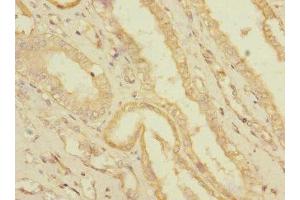 Immunohistochemistry of paraffin-embedded human kidney tissue using ABIN7166584 at dilution of 1:100 (SLC36A3 anticorps  (AA 1-46))