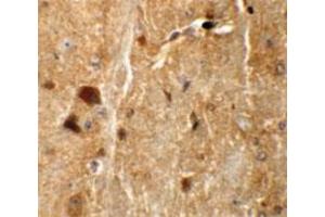 Immunohistochemical staining of mouse brain cells with TMEM192 polyclonal antibody  at 5 ug/mL. (TMEM192 anticorps  (C-Term))