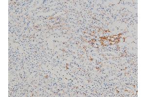ABIN6267443 at 1/100 staining mouse kidney tissue sections by IHC-P.