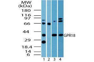 Image no. 2 for anti-G Protein-Coupled Receptor 18 (GPR18) (AA 1-50) antibody (ABIN960190) (GPR18 anticorps  (AA 1-50))