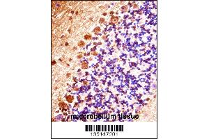 Mouse Stk32b Antibody immunohistochemistry analysis in formalin fixed and paraffin embedded mouse cerebellum tissue followed by peroxidase conjugation of the secondary antibody and DAB staining.