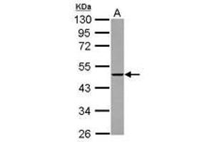 Image no. 2 for anti-THUMP Domain Containing 2 (THUMPD2) (AA 246-491) antibody (ABIN1501385) (THUMPD2 anticorps  (AA 246-491))