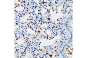 Immunohistochemistry of paraffin-embedded rat lung using RPB3/POLR2C Rabbit mAb (ABIN7269458) at dilution of 1:100 (40x lens). (POLR2C anticorps)