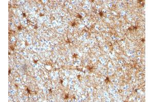 Formalin-fixed, paraffin-embedded human Cerebellum stained with GFAP Mouse Monoclonal Antibody (GA-5). (GFAP anticorps)