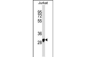 Western blot analysis in Jurkat cell line lysates (35ug/lane). (OR1N1 anticorps  (C-Term))