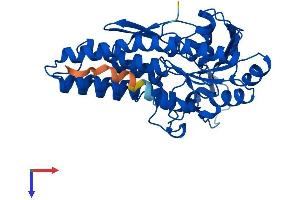 AlphaFold protein structure predicition of Human Recombinant MRI1 Protein, UniprotID Q9BV20