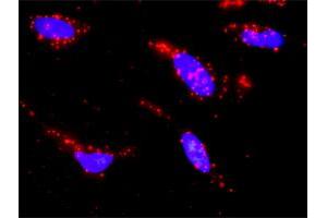 Proximity Ligation Analysis of protein-protein interactions between MAP3K7 and HSPA1L.