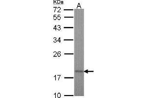WB Image Sample (30 ug of whole cell lysate) A: Hela 12% SDS PAGE antibody diluted at 1:1000 (TIMM17A anticorps  (C-Term))