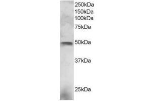 Image no. 1 for anti-E74-Like Factor 3 (Ets Domain Transcription Factor, Epithelial-Specific) (ELF3) (C-Term) antibody (ABIN374234) (ELF3 anticorps  (C-Term))