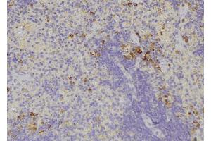 ABIN6278482 at 1/100 staining Human lymph node tissue by IHC-P. (IL32 anticorps)