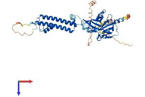 AlphaFold protein structure predicition of Human Recombinant KCNJ4 Protein, UniprotID P48050