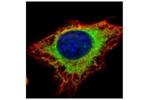 ICC/IF Image Confocal immunofluorescence analysis (Olympus FV10i) of methanol-fixed HeLa, using alpha Glucosidase II, antibody (Green) at 1:500 dilution.
