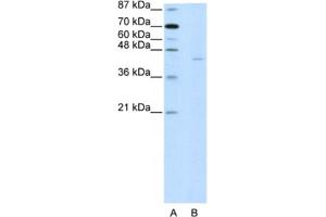Western Blotting (WB) image for anti-PiggyBac Transposable Element Derived 1 (PGBD1) antibody (ABIN2461950) (PGBD1 anticorps)