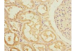 Immunohistochemistry of paraffin-embedded human kidney tissue using ABIN7167152 at dilution of 1:100 (RASA4 anticorps  (AA 60-290))