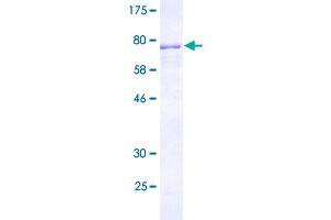 Image no. 1 for CUGBP, Elav-Like Family Member 3 (CELF3) (AA 1-465) protein (GST tag) (ABIN2566081)