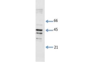 Species+tissue/cell type: Total rat cardiac lysate 1: 8 ug total cardiac lysate 2: 15 ug total cardiac lysate 3: 30 ug total cardiac lysate 4: 50 ug total cardiac lysatePrimary antibody dilution: 0.