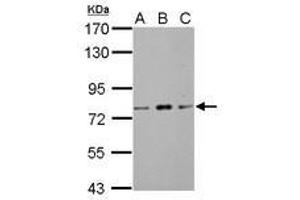 Image no. 3 for anti-Zinc Finger and BTB Domain Containing 20 (ZBTB20) (AA 1-668) antibody (ABIN1501916) (ZBTB20 anticorps  (AA 1-668))