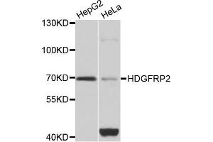 Western blot analysis of extracts of HepG2 and HeLa cell lines, using HDGFRP2 antibody.
