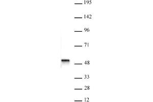 ACTL6B antibody (pAb) tested by Western blot. (Actin-Like 6B anticorps  (N-Term))