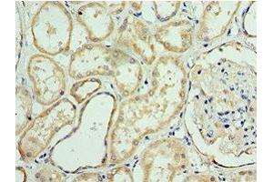 Immunohistochemistry of paraffin-embedded human kidney tissue using ABIN7144071 at dilution of 1:100
