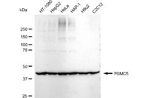 Western blotting analysis using PSMC5 antibody (ABIN7799942).