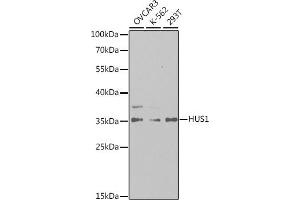 Western blot analysis of extracts of various cell lines, using HUS1 antibody (ABIN6131777, ABIN6142085, ABIN6142087 and ABIN6221056) at 1:1000 dilution. (HUS1 anticorps  (AA 1-280))