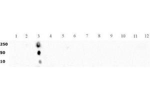 Histone H3 dimethyl Lys4 pAb tested by dot blot analysis. (Histone 3 anticorps  (H3K4me2))