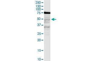 LASS3 monoclonal antibody (M02), clone 6C12.