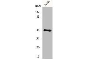 Western Blot analysis of 293 cells using FoxD3 Polyclonal Antibody