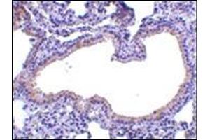 Immunohistochemistry of SLPI in mouse lung tissue with this product at 10 μg/ml. (SLPI anticorps  (Center))