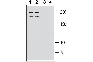 Western blot analysis of human Jurkat T-cell leukemia cell line lysate (lanes 1 and 3) and human LNCaP prostate adenocarcinoma cell line lysate (lanes 2 and 4):1-2. (NEO1 anticorps  (Extracellular))