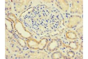 Immunohistochemistry of paraffin-embedded human kidney tissue using ABIN7158641 at dilution of 1:100 (LY96 anticorps  (AA 19-160))