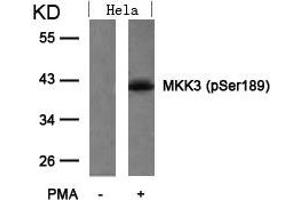 Western blot analysis of extracts from Hela cells untreated or treated with PMA using MKK3(Phospho-Ser189) Antibody.