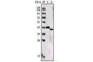 Western blot analysis using SORL1 mouse mAb against truncated SORL1 recombinant protein (1) and SORL1 (aa2159-2214)-hIgGFc transfected CHO-K1 cell lysate (2).