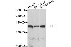 Western blot analysis of extracts of various cell lines, using TET3 antibody. (TET3 anticorps)