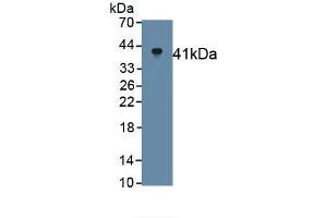Detection of Recombinant Klotho, Rat using Monoclonal Antibody to Klotho (KL) (Klotho anticorps  (AA 517-956))