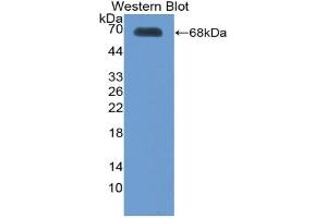 Western blot analysis of the recombinant protein. (Thrombopoietin anticorps  (AA 22-349))