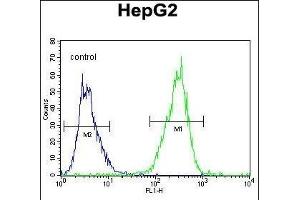 TXNL2 Antibody (N-term) (ABIN656034 and ABIN2845407) flow cytometric analysis of HepG2 cells (right histogram) compared to a negative control cell (left histogram). (GLRX3 anticorps  (N-Term))