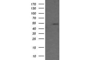 Image no. 3 for anti-Mdm4-binding Protein (MDM4) antibody (ABIN1499354)