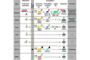 Figure 1: Conjugation pathways for ubiquitin and ubiquitin-like modifiers (UBLs).