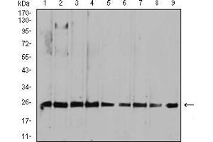 Western blot analysis using RALA mouse mAb against HepG2 (1), MCF-7 (2), A549 (3), K562 (4), Raji (5), MOLT4 (6), Hela (7), COS7 (8), and NIH3T3 (9) cell lysate.