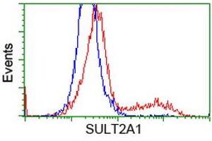 HEK293T cells transfected with either RC204737 overexpress plasmid (Red) or empty vector control plasmid (Blue) were immunostained by anti-SULT2A1 antibody (ABIN2453700), and then analyzed by flow cytometry. (SULT2A1 anticorps)