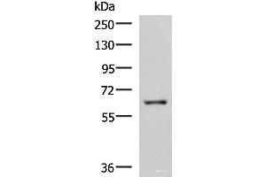 Western blot analysis of HepG2 cell lysate using LILRB5 Polyclonal Antibody at dilution of 1:600 (LILRB5 anticorps)