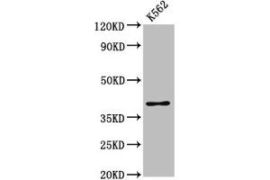Western Blot Positive WB detected in: K562 whole cell lysate All lanes: PRB1 antibody at 3.