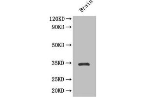 Western Blot Positive WB detected in: Mouse brain tissue All lanes: SOX2 antibody at 3.