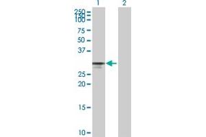 Western Blot analysis of CDK4 expression in transfected 293T cell line by CDK4 MaxPab polyclonal antibody.