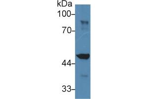 Western Blot; Sample: Mouse Liver lysate; Primary Ab: 2µg/ml Rabbit Anti-Mouse IDH1 Antibody Second Ab: 0. (IDH1 anticorps  (AA 99-325))