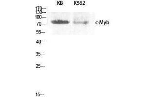 Western Blotting (WB) image for anti-V-Myb Myeloblastosis Viral Oncogene Homolog (Avian) (MYB) (Ser93) antibody (ABIN3183978) (MYB anticorps  (Ser93))