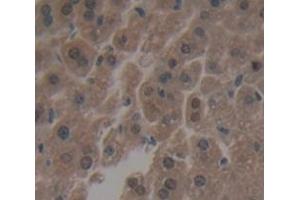 IHC-P analysis of Mouse Tissue, with DAB staining. (IRF3 anticorps  (AA 1-406))